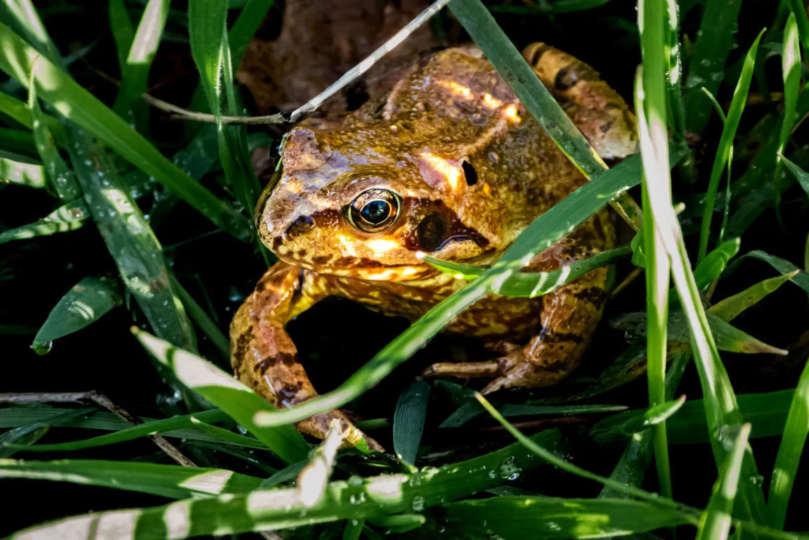 A common frog hiding in the grass