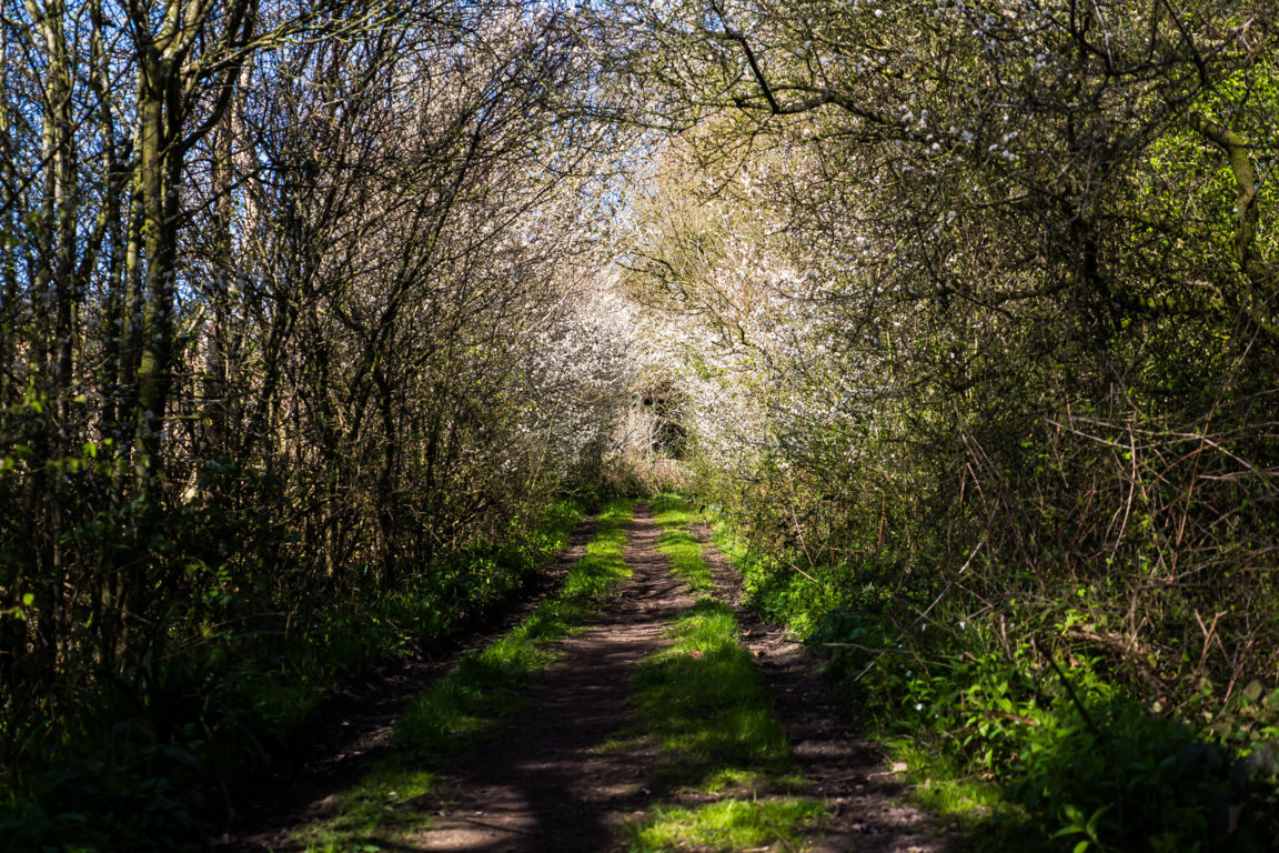 Nutnells Wood, Bromsgrove