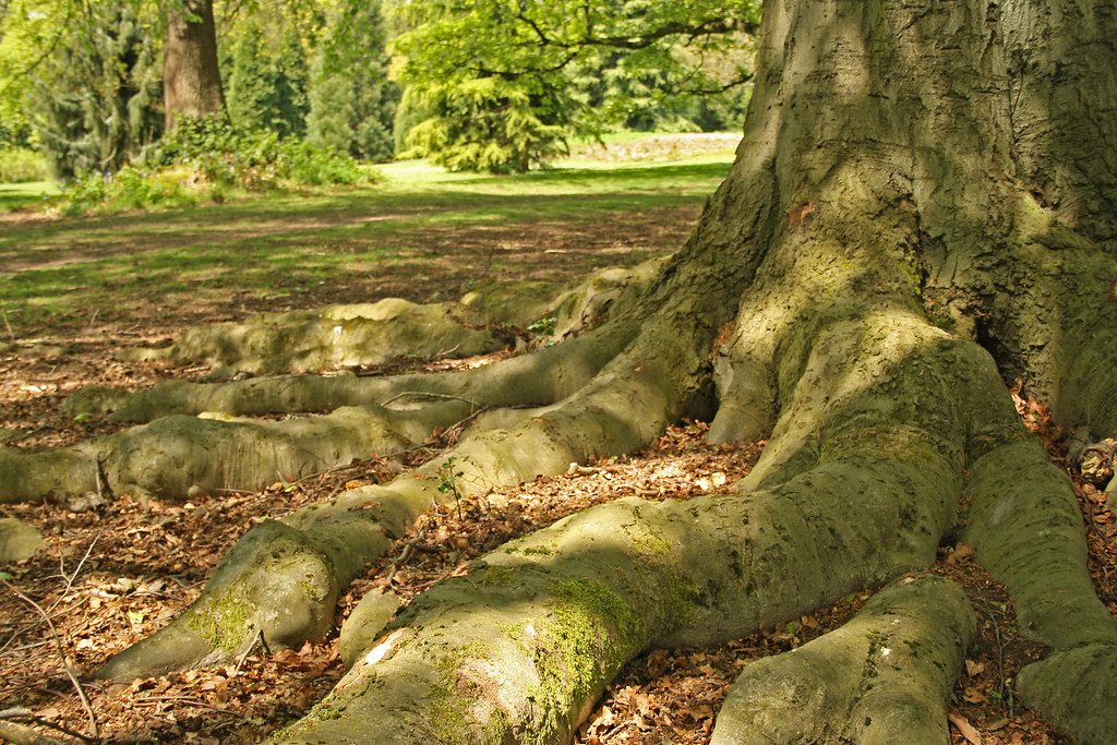 Kings Heath, Cannon Hill and Highbury Parks